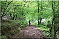 Track in Hawkridge Wood