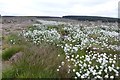 NY9793 : Bog cotton in profusion  by Russel Wills