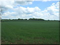 Crop field near Great Brockholds