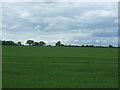 Crop field near Old House Farm