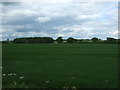 Crop field near Old House Farm