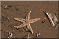 TF4399 : Starfish on the beach at low tide at Donna Nook by Chris