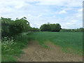 Crop field and hedgerow