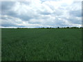 Crop field near Mill Farm