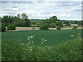 Cereal crop, Hickford Hill