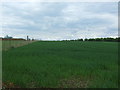 Crop field near Shearing Place