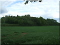 Crop field and woodland near Hawk