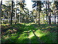 Trees and track in Bright