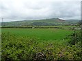 Cattle pasture, Bryn y Pin Mawr