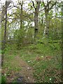 Path into Coed Cae Moch