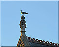 Cardiff: gull, finial and evening sunlight