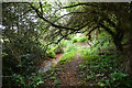 West Somerset : Path