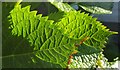 SX9065 : Hydrangea leaves, Torre by Derek Harper
