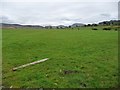 Farmland west of Llidiart Mawr