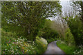 West Somerset : Country Lane