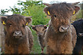 SS9841 : West Somerset : Cattle Grazing by Lewis Clarke