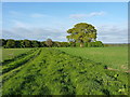 Staffordshire Way and an oak in a field