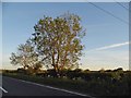 Trees on London Road, Newport Pagnell