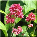 Red Valerian (Centranthus ruber)