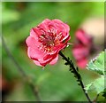 Avens (Geum spec)  -  flower