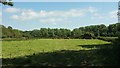 Cattle near Yeo Farm