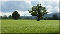 Oak trees in a barley field