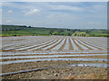 Polythene crop covers, Magheracreggan