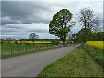 NH8879 : Green trees and yellow rape by James Allan