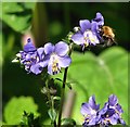 Bumblebee feeding on Jacob