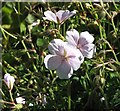 Cranesbill Geranium sanguineum