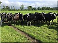 Friesian cows