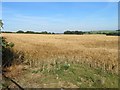 Cereal crop near Townlands