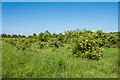 Thorncroft Elderflower Orchard