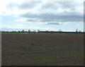 Recently germinated crop field, Howlet