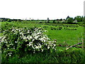 Hawthorn in blossom, Mullaghslin Glebe