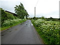 Hemlock along Slievebane Road