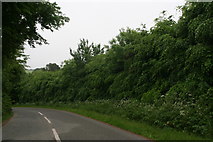 TF1898 : Beech hedge by road into Croxby (1) by Chris