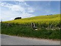 A field of Oilseed Rape