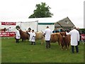 NZ0461 : Highland cattle judging, Northumberland County Show by Graham Robson