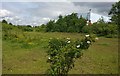 Waste ground on the edge of the Meridian Business Park