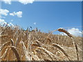 SW9076 : Wheat field near Padstow by Matthew Cotton