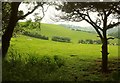 Sheep pasture, Woodhuish