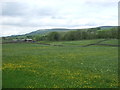 Grazing towards East Borwins, Wensleydale