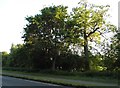 Trees by Norwich Road, Marsham