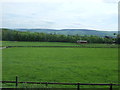 Grazing near Harmby