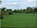 Grazing off Conyers Lane