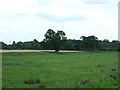 Grazing, Bedale Park