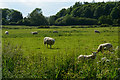 Newport District : Grassy Field & Sheep