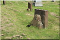 Newton Green Cemetery, Ayr