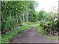 Track beside Budgate Plantation